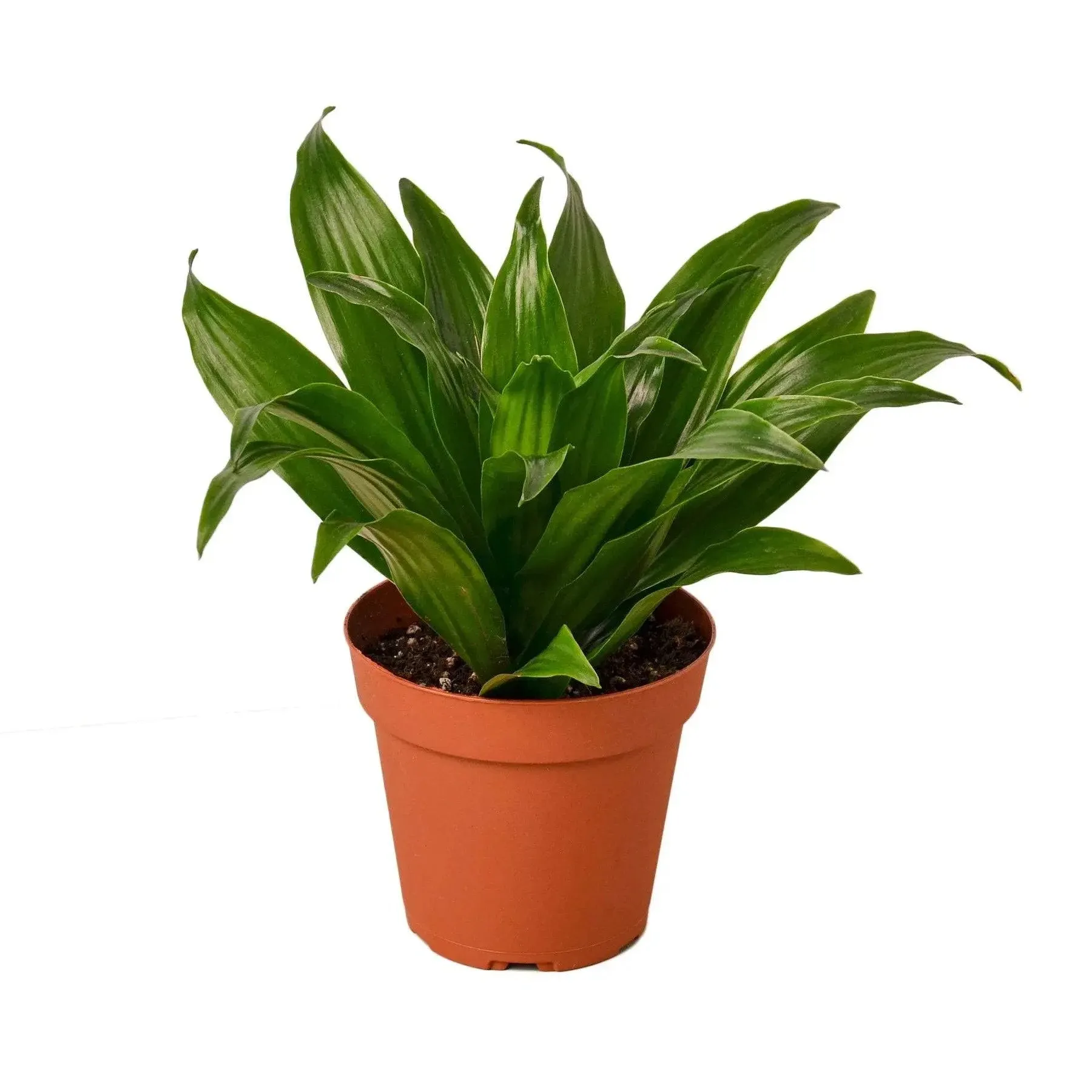 Dracaena &#039;Janet Craig&#039; - 4&#034; Pot - NURSERY POT ONLY