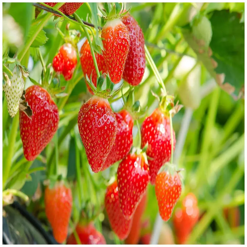 Eversweet Everbearing 25 Live Strawberry Plants, Non GMO,