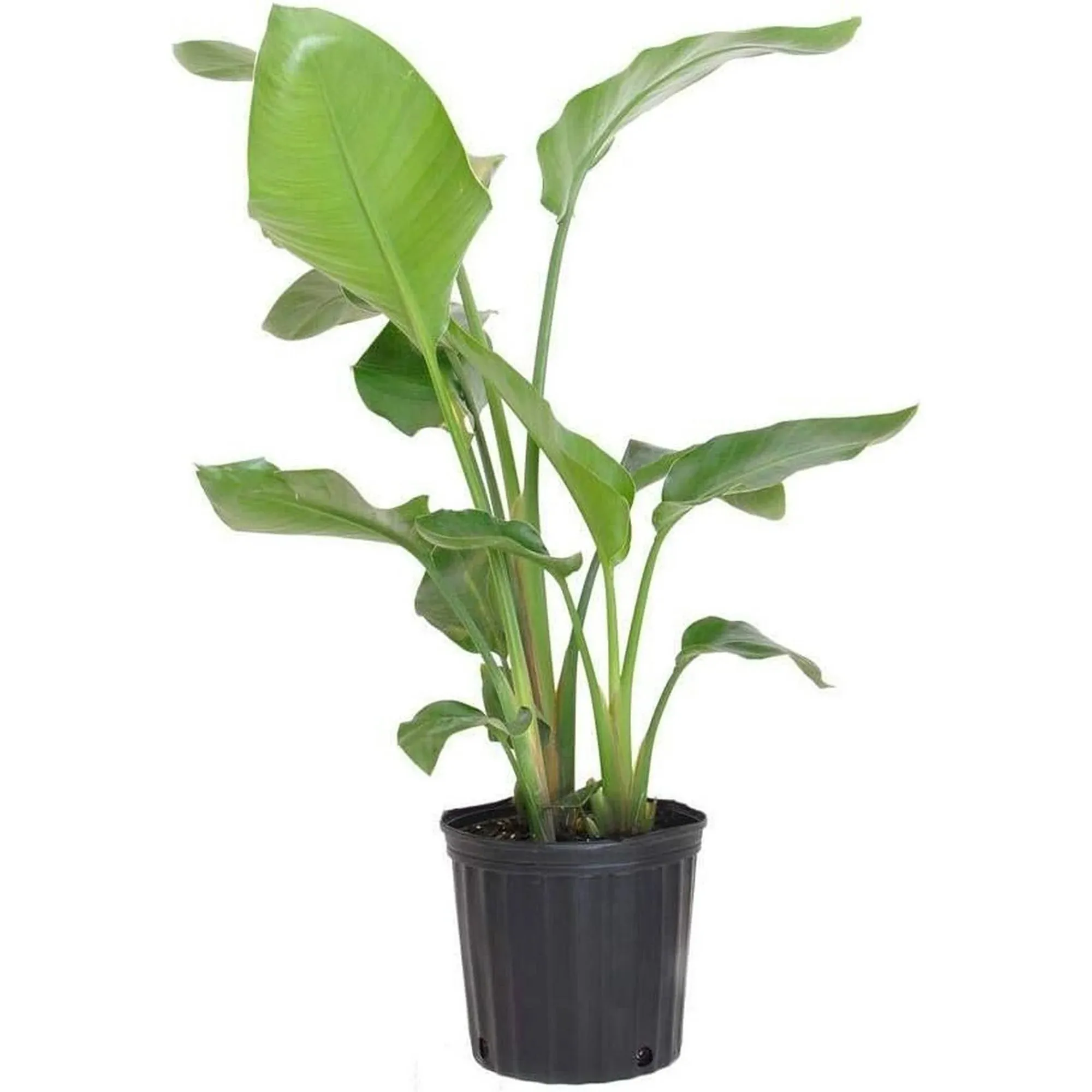 Giant White Bird of Paradise - Live Plant in a 3 Gallon Pot - Strelitzia Nicolai - Stunning Tropical Evergreen Plant