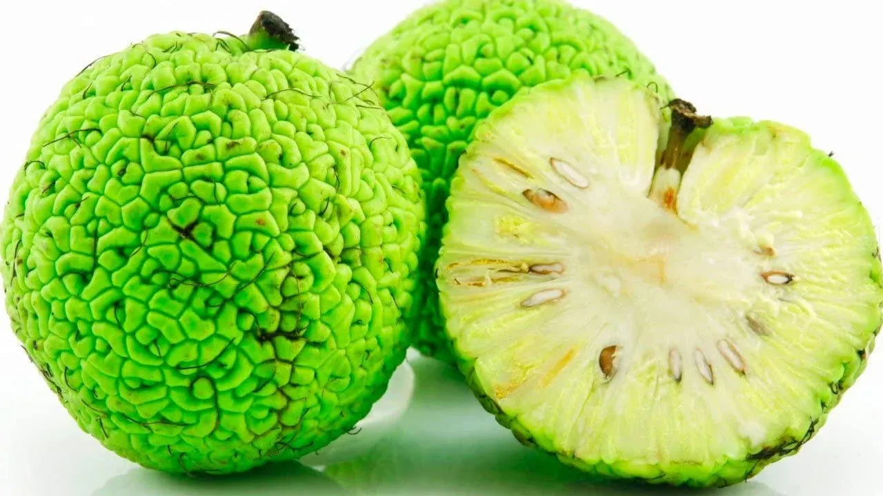 Osage Orange Tree Seeds, 30 Seeds Per Packet