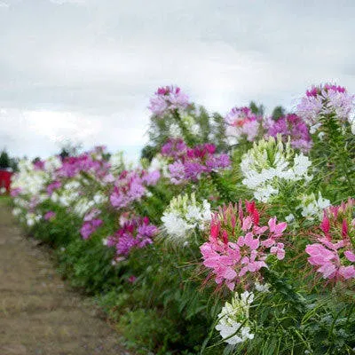 Cleome Queen Mix Seeds - Untreated - 50 Seeds