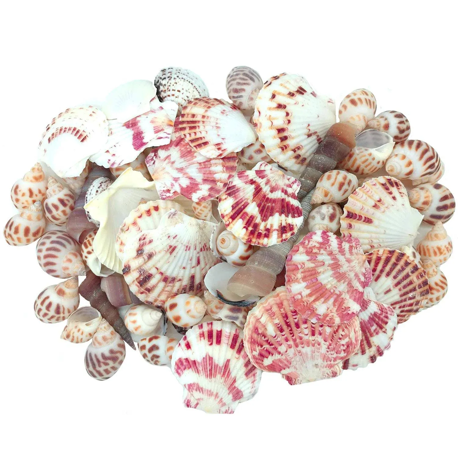 JZMYXA Sea Shells Mixed Beach Seashells Various Maximum Sizes Up to 2 Inches ...