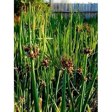 Egyptian Walking Onions Walking Onion Allium Easy to Grow 6 Bulbils