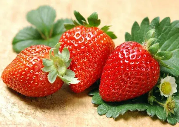 Hirt's Gardens Albion Everbearing Strawberry 10 Bare Root Plants - New! Extra ...