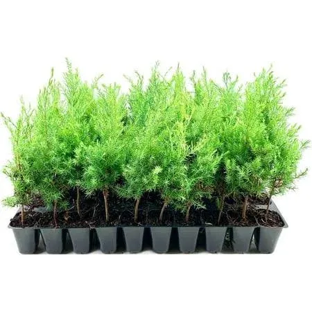 Southern Red Cedar Tree | 3 Live Plants | Juniperus virginiana Silicicola | Fast Growing Evergreen Hardy Trees