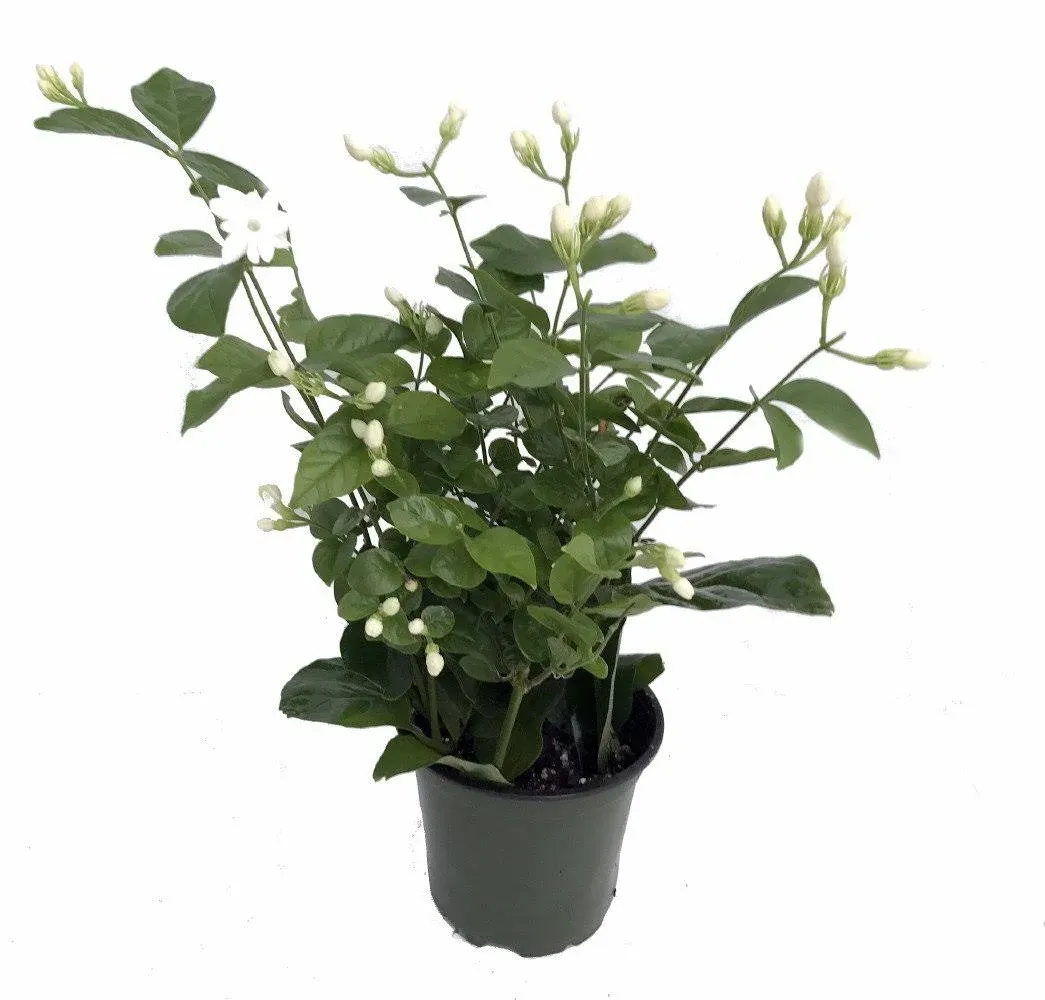 Hirt's Gardens Ohio Grown Arabian Tea Jasmine Plant (Maid of Orleans)