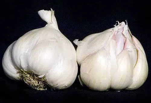 Hirt's 3+ Ounces Italian Late Garlic Bulbs