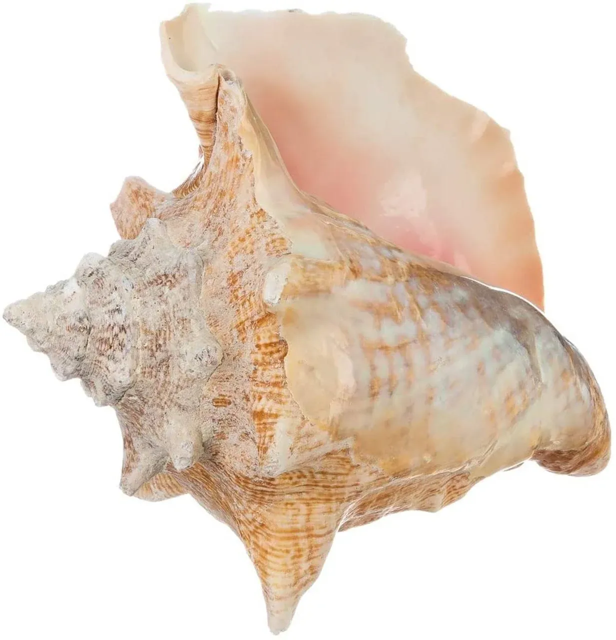 Conch Sea Shell | 1 Garden Quality Bahama Conch 6 inch-8 inch | Imperfect Conch ...