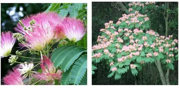 2 Silk Mimosa Tree Fragrant Pink Flowers Albizia Landscaping Starter Live Plants