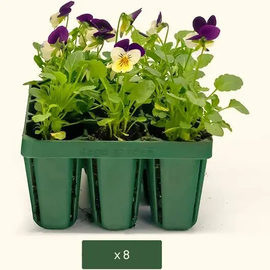 Vego Garden Jumbo Seedling Trays Perfect for Bountiful Gardens