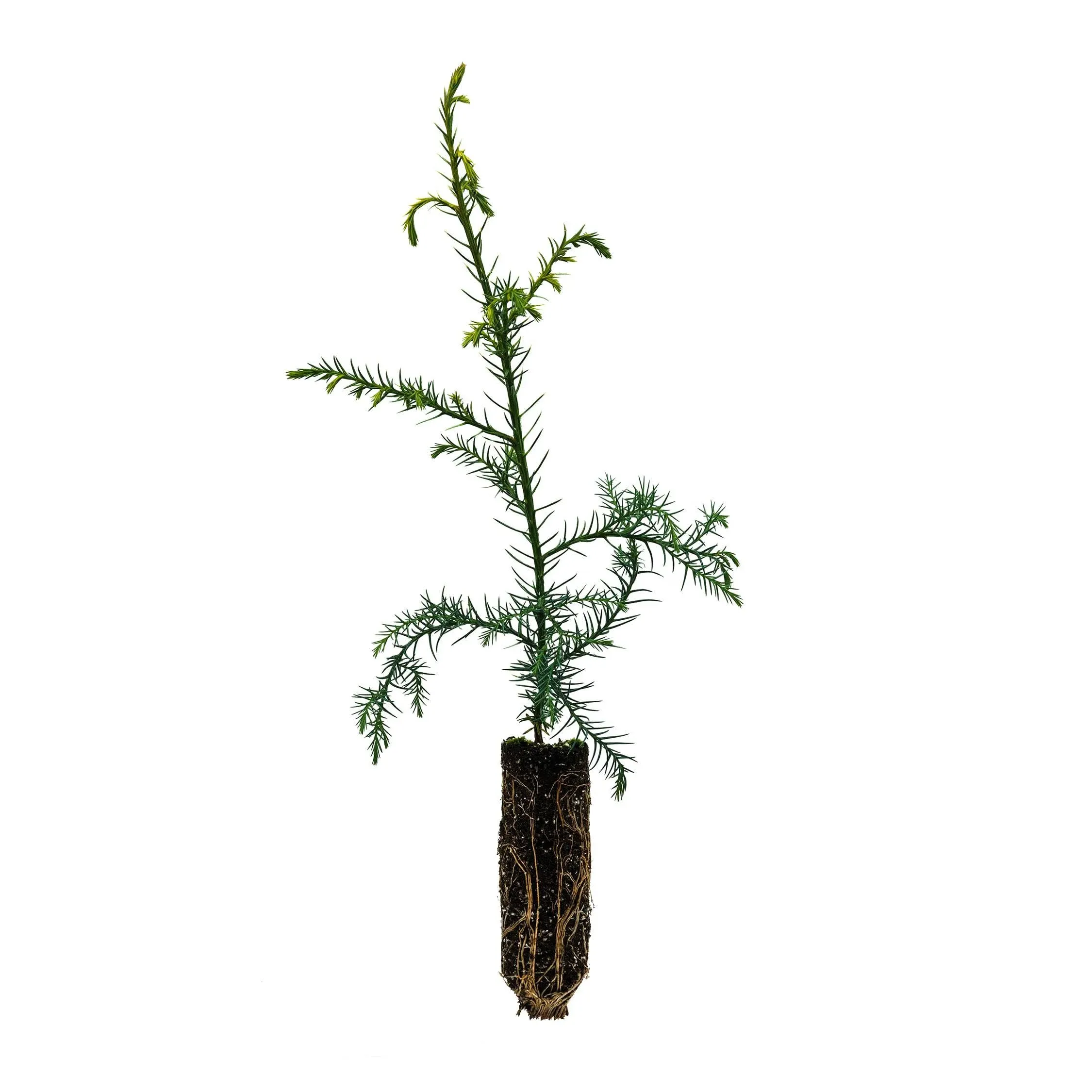 Japanese Cedar | Medium Tree Seedling | The Jonsteen Company