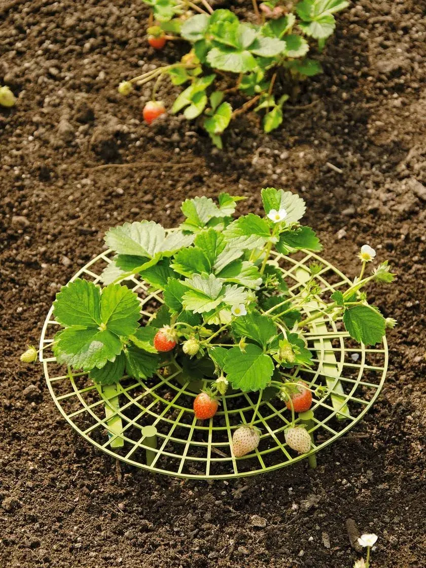 Gardener's Supply Company Strawberry Supports | Easy to Install Strawberry Plant Support & Growing Racks | Promotes Healthy and Unblemished Strawberry Harvest | 11.5" D X 3.3/4" H - Set of 6