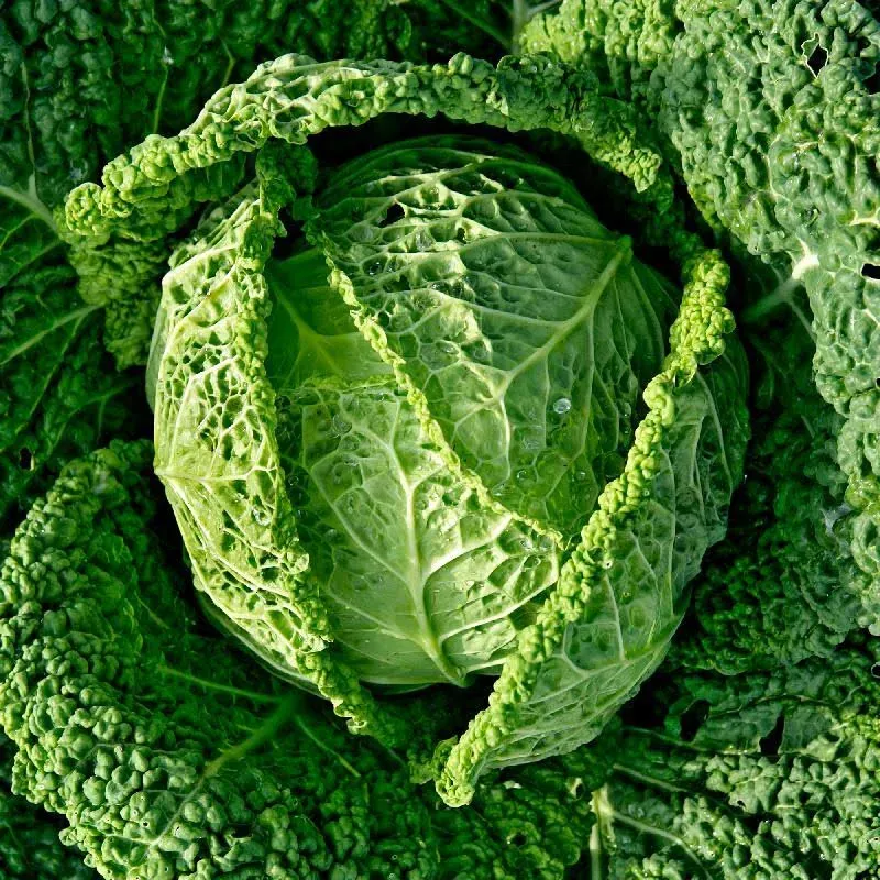 Everwilde Farms Savoy Cabbage Seeds