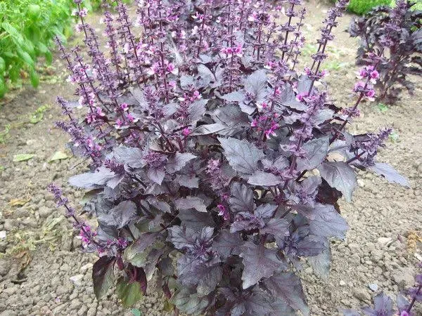 Dark Opal Sweet Basil Seeds for Planting, 500+ Heirloom Herb Seeds Per Packet, (Isla's Garden Seeds), Non GMO Seeds, Botanical Name: Ocimum basilicum 'Purpurascens', Great Herb Garden Gift