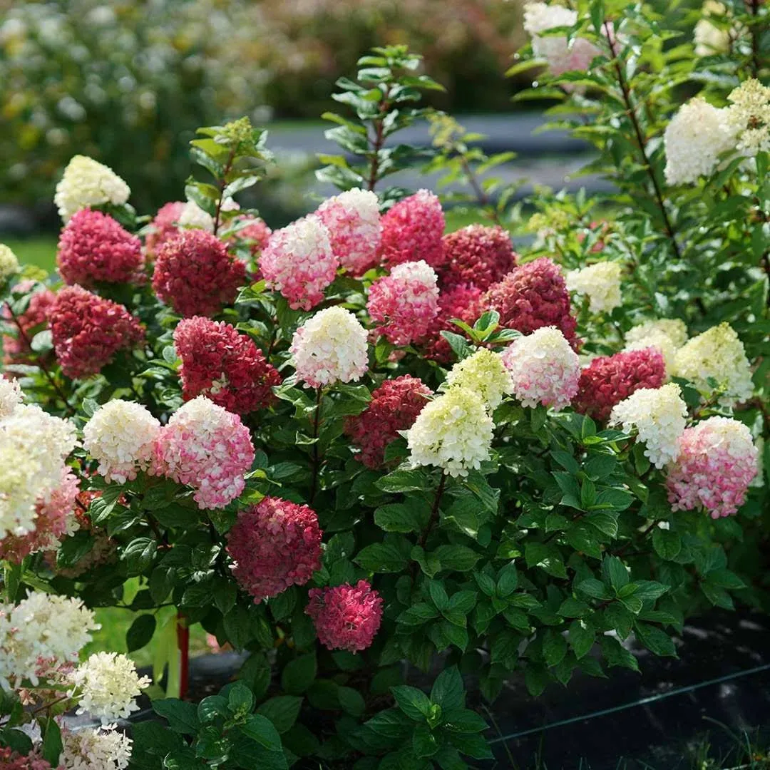 Little Lime Punch - Panicle Hydrangea - Proven Winners - 4" Pot