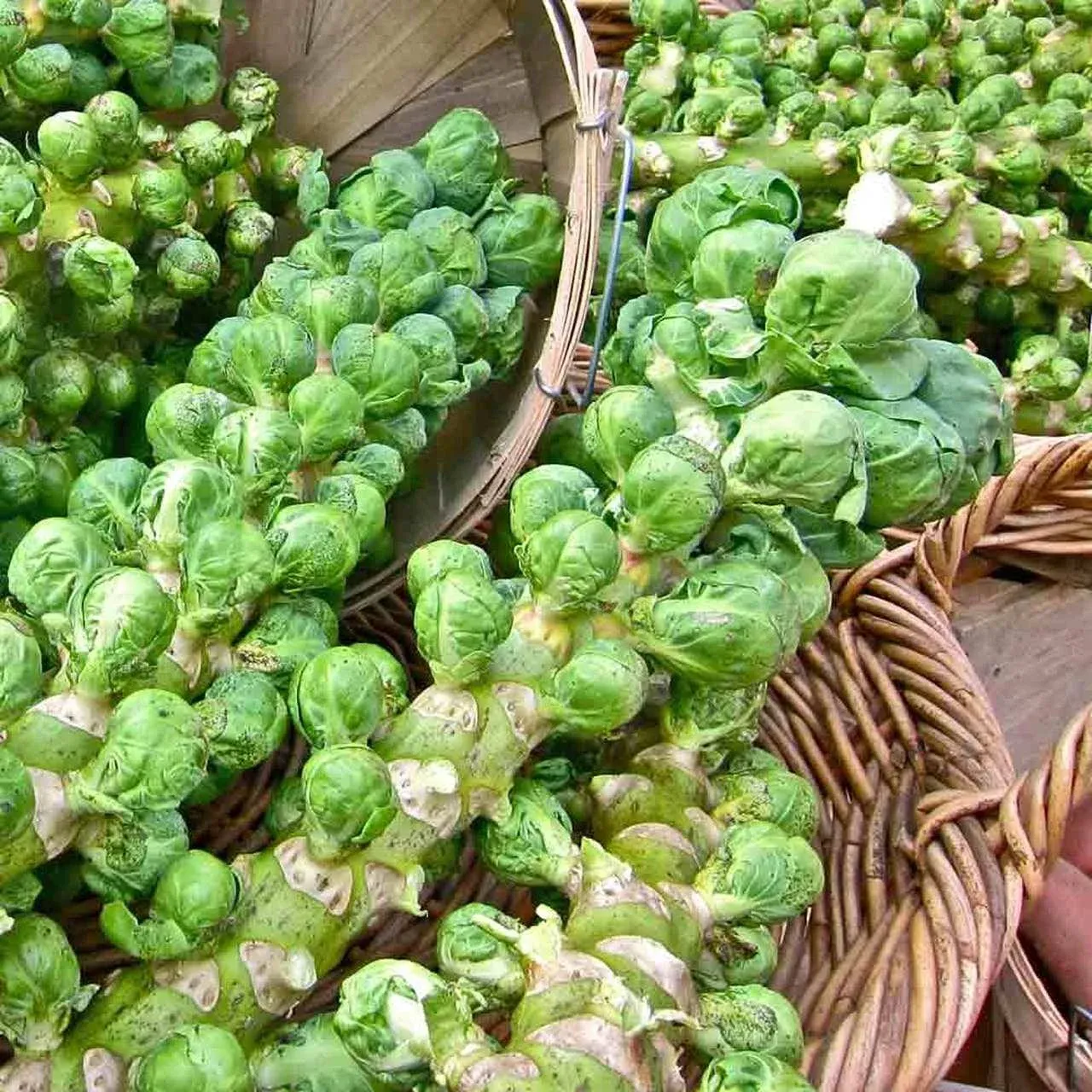 Catskill Brussels Sprouts Seeds