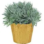 The Three Company Live Aromatic and Healthy Herb - Lavender, Improves Sleep Quality, Wrapped in Deco Cover, 14 Tall by 6 Wide in 125 Quart Pot