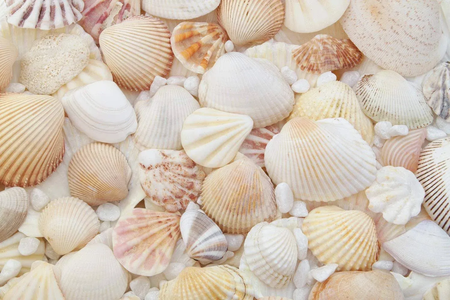 Sea Shells for Crafting - Mixed Beach Seashells - Various Sizes Up to 2" Shells ...