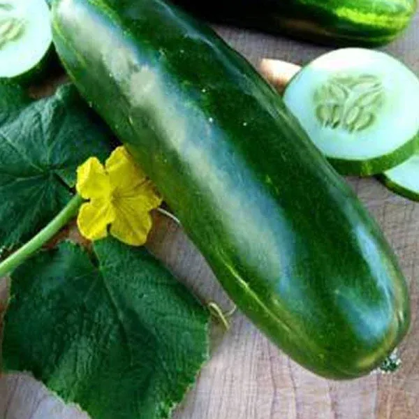 Long Green Imp. Slicing Cucumber